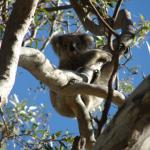 Raymond Island - Koalas